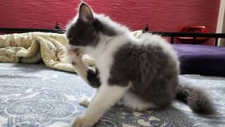 Grey & White Persian kitten Cat British Breed - Vaccinated