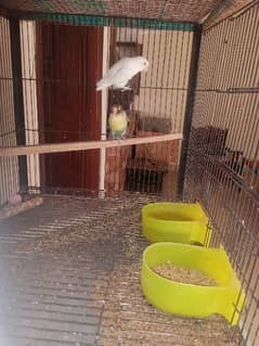 love birds  with cage for sale