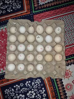 Fertile  Eggs