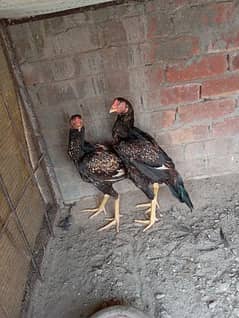 2 male aseel chicks