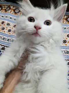 beautiful persian kitten