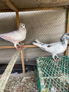 Pigeons / Kabootar