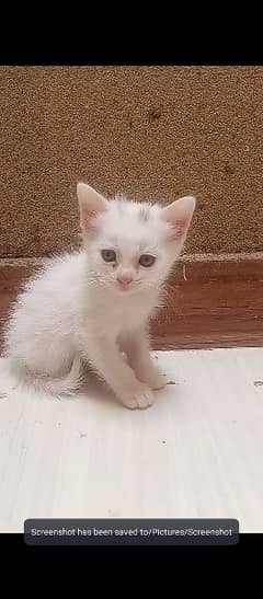 white Persian female cat with blue eyes litter trained 0