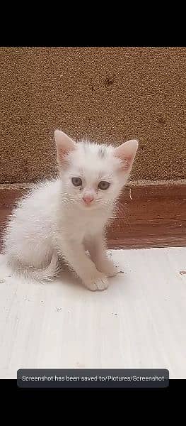 white Persian female cat with blue eyes litter trained 0