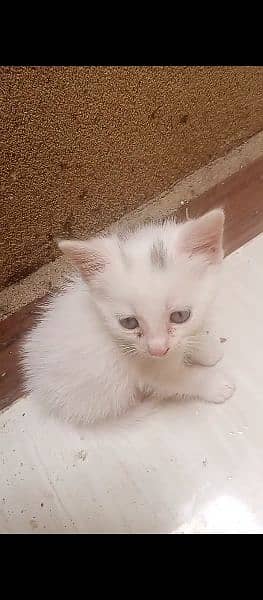 white Persian female cat with blue eyes litter trained 1