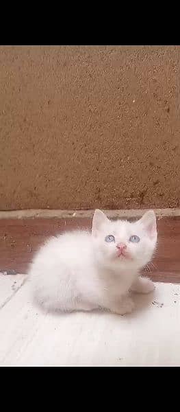 white Persian female cat with blue eyes litter trained 2