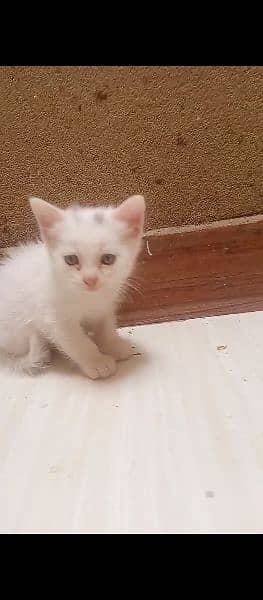 white Persian female cat with blue eyes litter trained 3