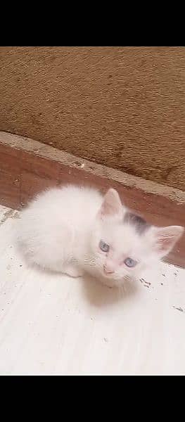 white Persian female cat with blue eyes litter trained 4