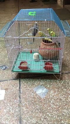 2 brreder pair Australian parrot with new cage