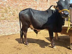 Bull bhyra wachraaaa