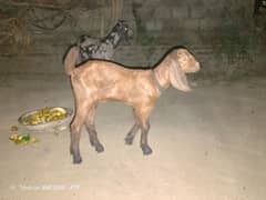 goat with one baby ,bakri achii Hy agar ly ni hy tu rabta kary