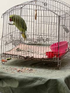 Raw Green Parrot, Healthy and active with Cage