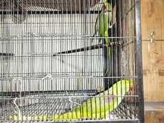 Raw parrots Breader pair