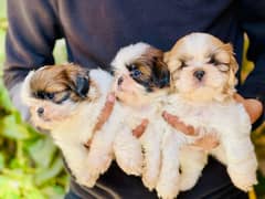 shizu puppies available vaccination complete