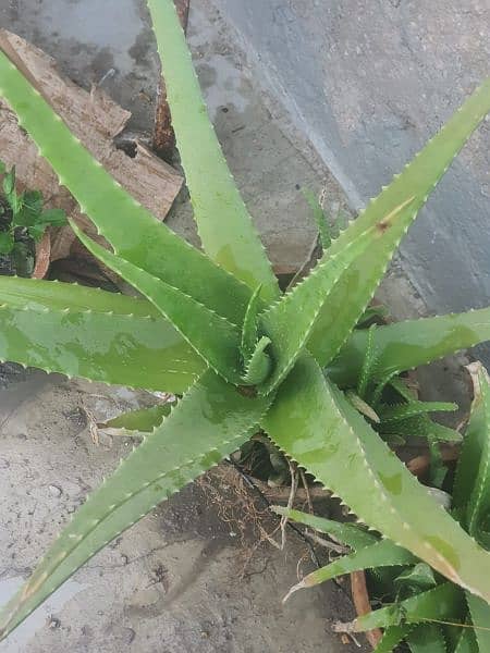 fresh aloe Vera male plant 0