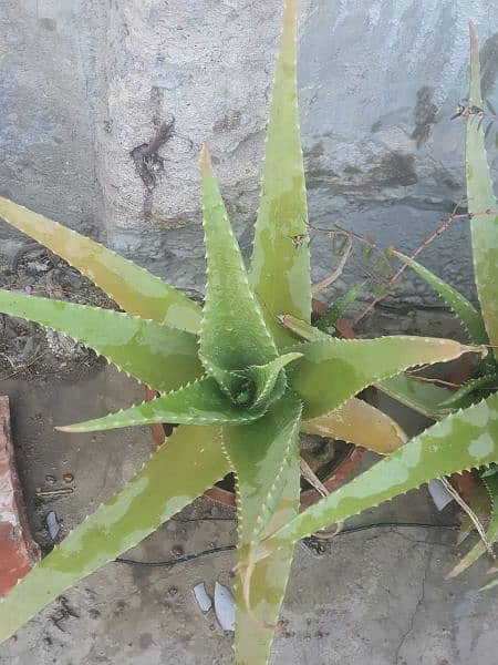 fresh aloe Vera male plant 1