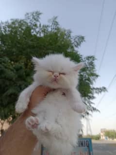 Persian Extreme Punch Kittens Are Available