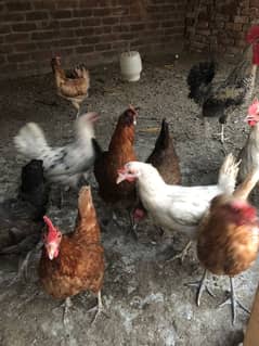 8 hens anday dany wali for sale with aik murga breeder only 12000
