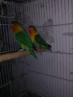 green Fisher breader pair available 0