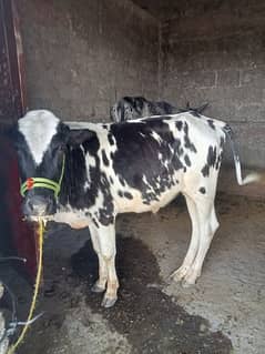 cow bacha 2 addad for sale