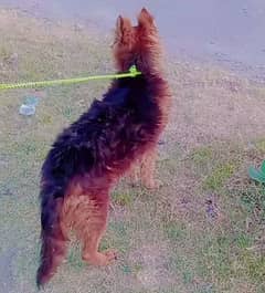 proper long coat full ctive male puppy for sale amily dog