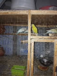 20 Australian parrots with cage for sale in Gujranwala