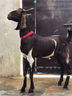 Two healty male goats for sale!