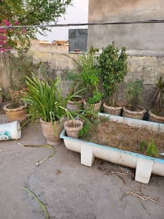 plants with pot