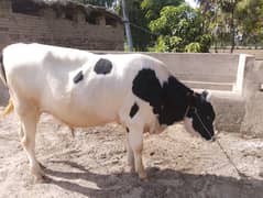 Bull Raja for sale