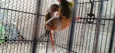 Pineapple conure pair available with DNA