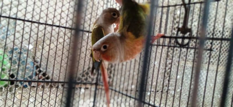 Pineapple conure pair available with DNA 0