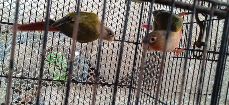 Pineapple conure pair available with DNA 3