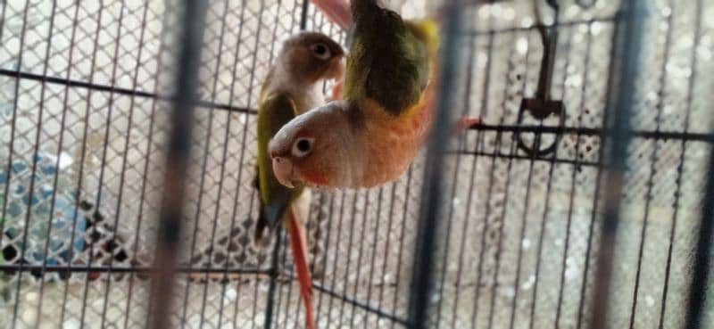 Pineapple conure pair available with DNA 4