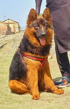 German shepherd double koted male full security for