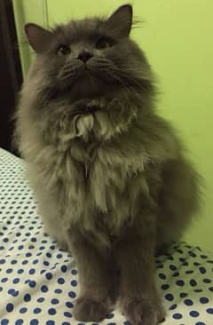grey persian kitten / cat