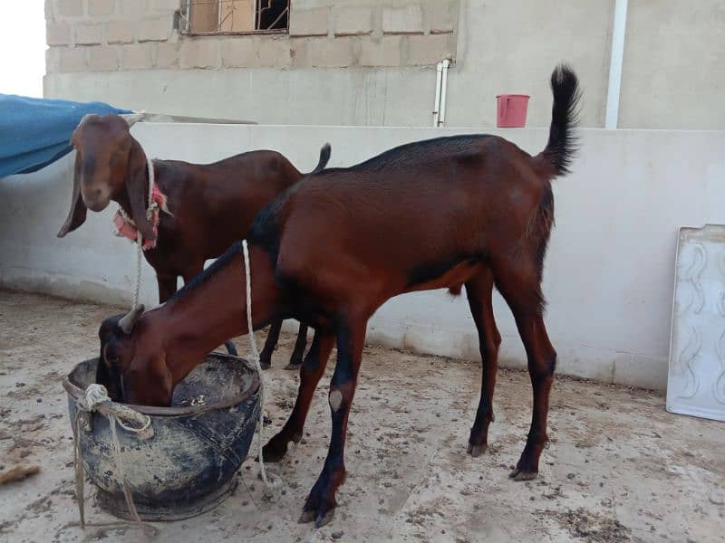 Khassi twins brother bakray , 4