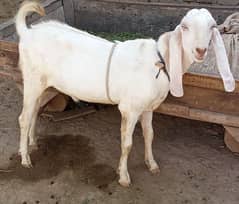04 Bakra ma sha Allah deal offerk lay  what's just contact 03417508549