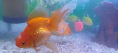Goldfish Urgent sell Need Money