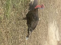 3 turkey male urgent for sale 0