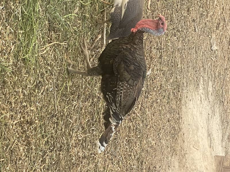 3 turkey male urgent for sale 0