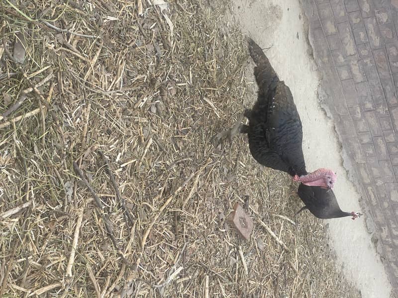 3 turkey male urgent for sale 1