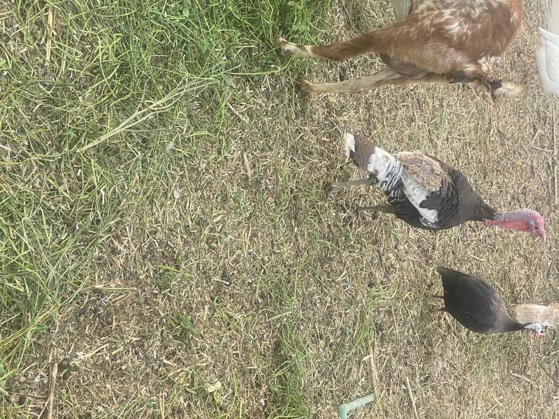 3 turkey male urgent for sale 3