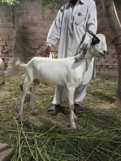 QURBANI