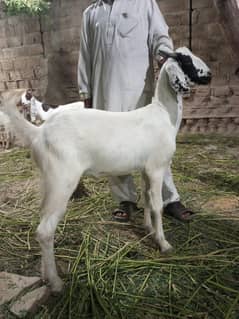 QURBANI goats in cheapest rates