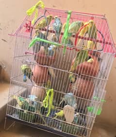 Budgie pair and cage with all birds