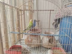 Birds and cage for sale