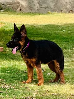 3 months German shepherd Double coated Pedigree with all documents