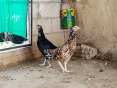 aseel hen for sale in attock city