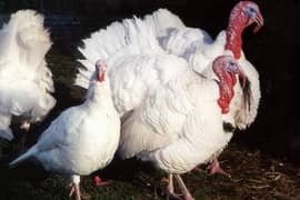 White Turkey Chicks