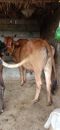 Qurbani kelay khobsoorat Cow